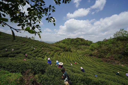 貴陽市上半年農林牧漁業增長勢頭強勁，總產值達133.20億元，同比增長8.8%